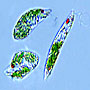 gyrosigma_sp.