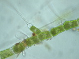 gomphonema___sp.