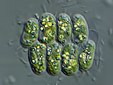 scenedesmus_quadricauda_1d