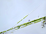 closterium_sp