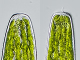 pleurotaenium_truncatum2b