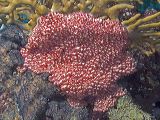 porifer13507x