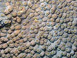 coral19388