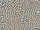 pachyseris15681