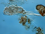 acanthocystis__sp.2l