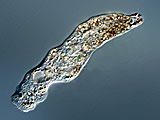 acanthocystis__sp.2l