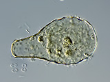 acanthocystis__sp.2l