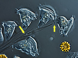 rhabdostyla-nais1n2