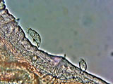 rhabdostyla-nais1n2