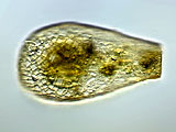 acanthocystis__sp.2l