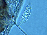 rhabdostyla-nais1n2