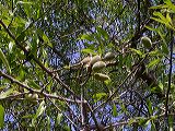 prunus_amygdalum