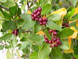 rhamnus_alaternus_1